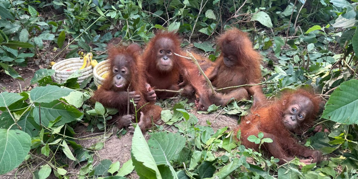 Five baby orangutans 1,700 miles from home expose the 'loopholes' in India's wildlife trade