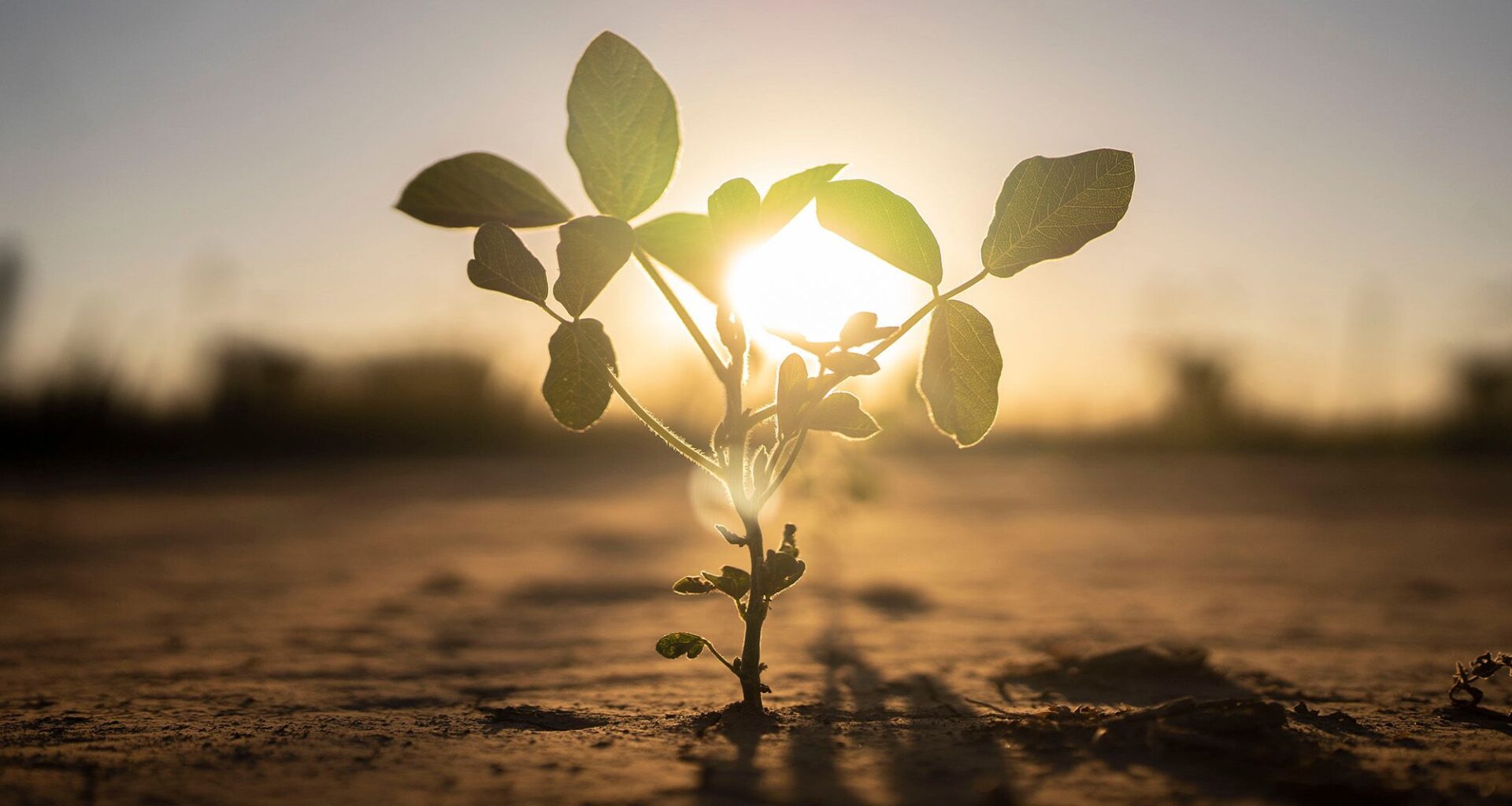 A close up of a small green plant in the dirt with the sun behind it