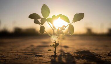 A close up of a small green plant in the dirt with the sun behind it