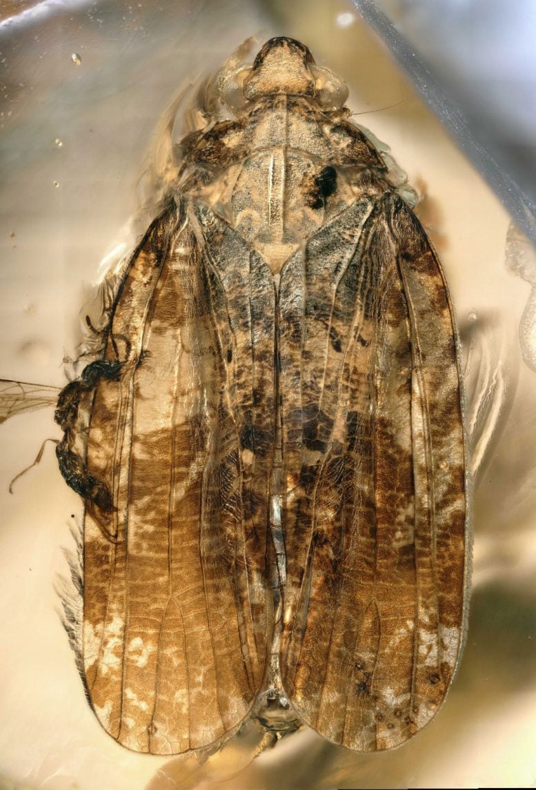 Amber Fossil of a Neazoniid Planthopper