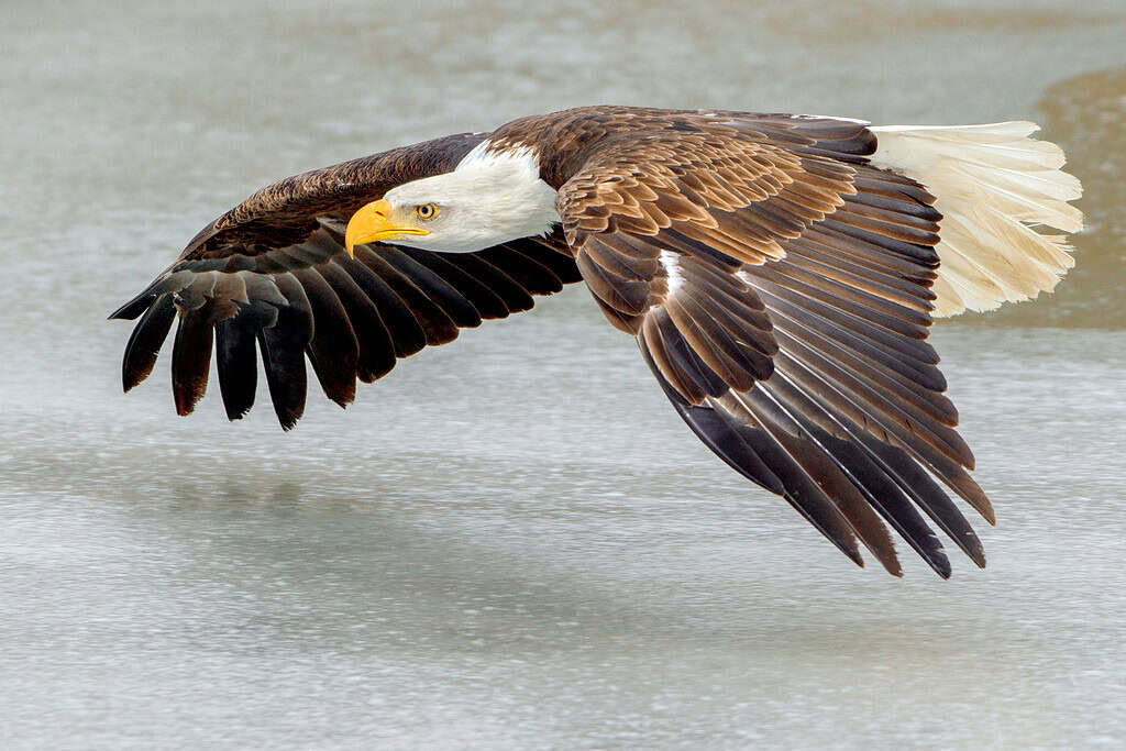 Eagle flying over a water body