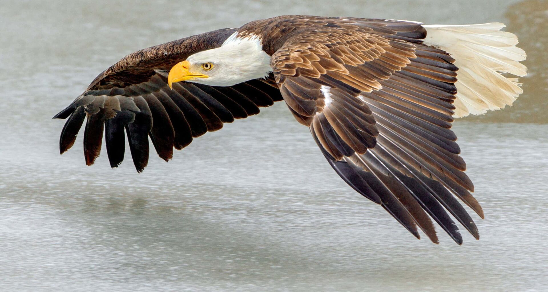 Flying Can Use Less Energy Than Swimming, and these Birds Have Been Doing It All Along