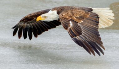 Flying Can Use Less Energy Than Swimming, and these Birds Have Been Doing It All Along