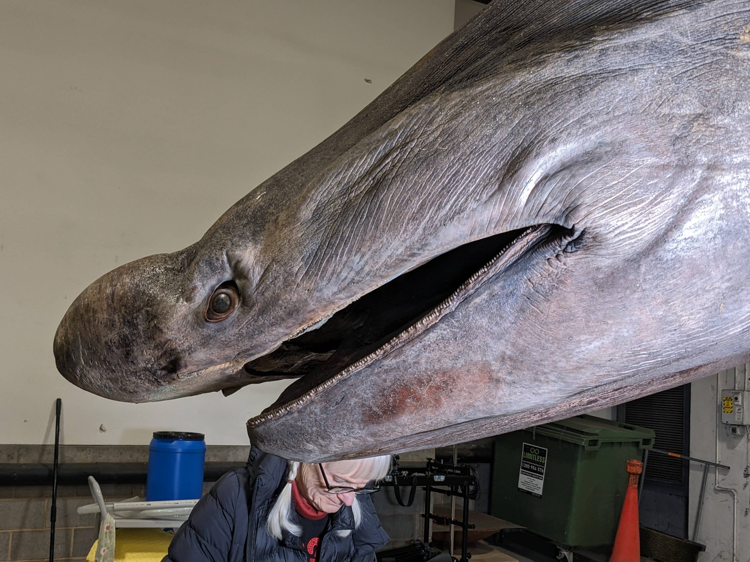 Basking shark head