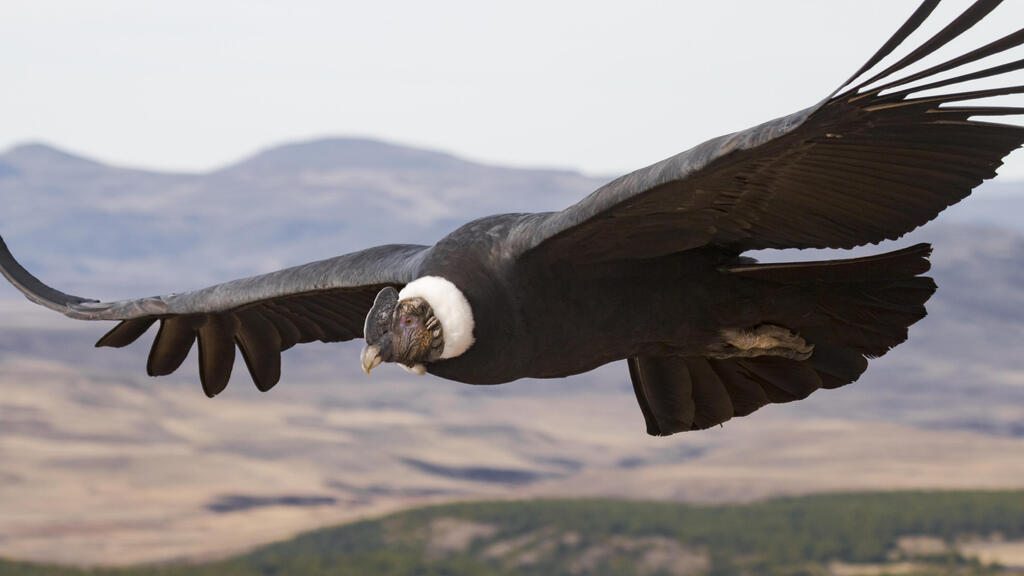 Andean condor in flight (Photo: Facundo Vital) קונדור האנדים דואה באוויר