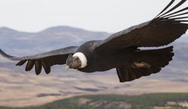 How soaring birds travel millions of miles while barely flapping their wings