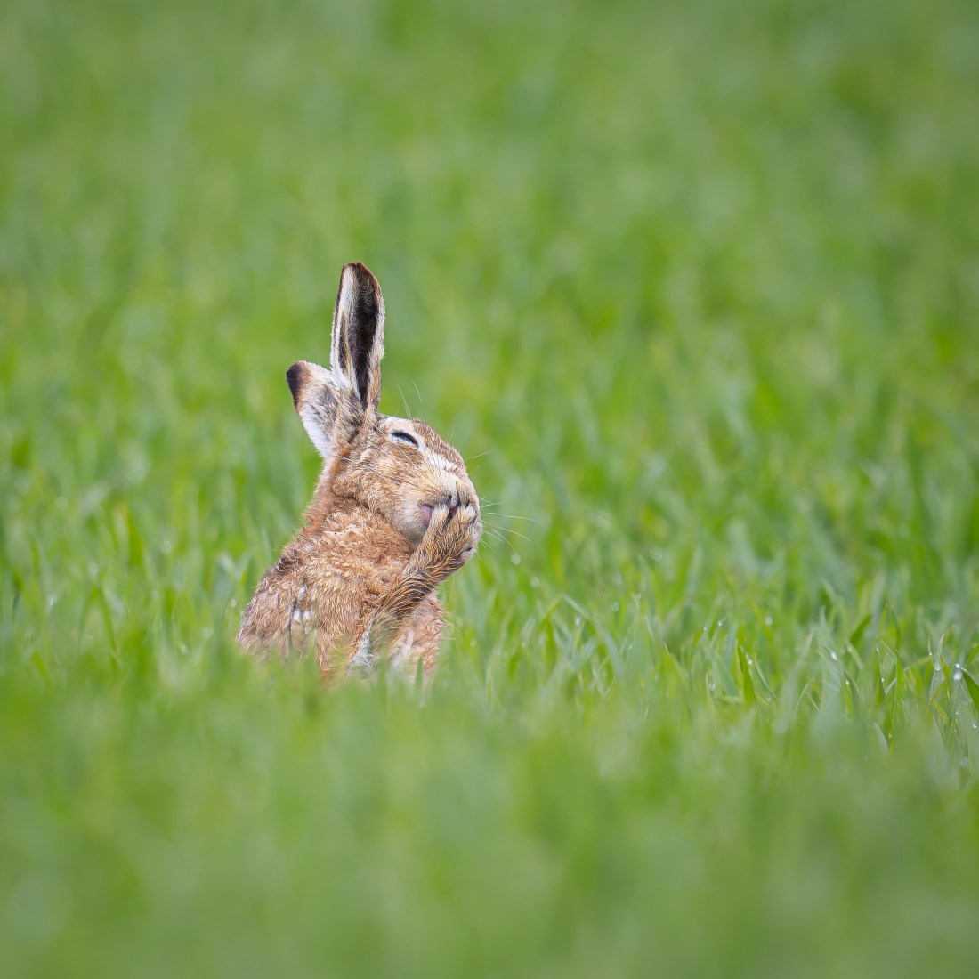 Oops, I think I just Parped