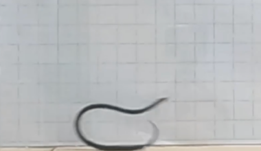 The snake that cartwheels at high speed to escape predators