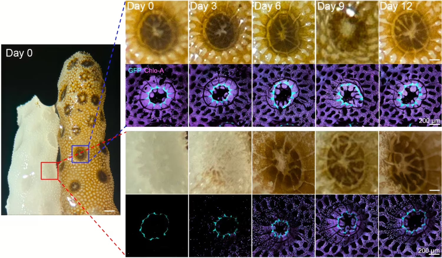 Collins Coral Contact Microscopic Images