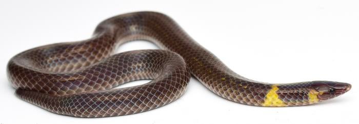 Dwarf reed snake