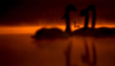 18-year-old photographer uses decade-old DSLR to shoot mystical bird image that wins one of Europe's most prestigious wildlife photography awards