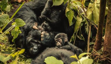 ‘Nature can recover’: Inside the race to rescue world’s crisis-hit wildlife | Wildlife News