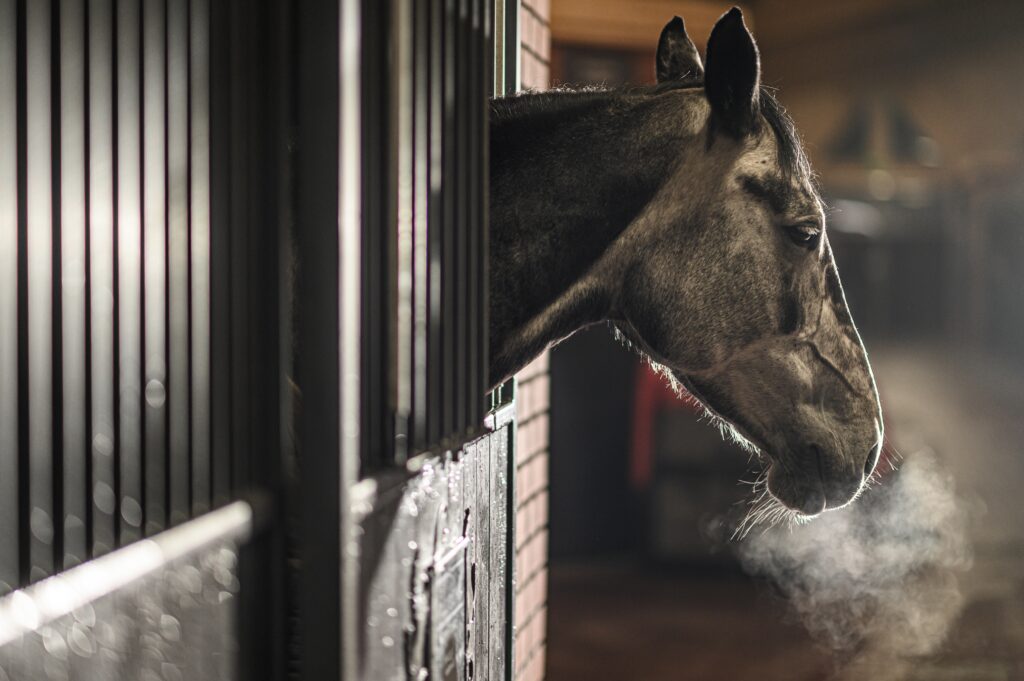 Horse hanging its head out of a stall and breathing. 
