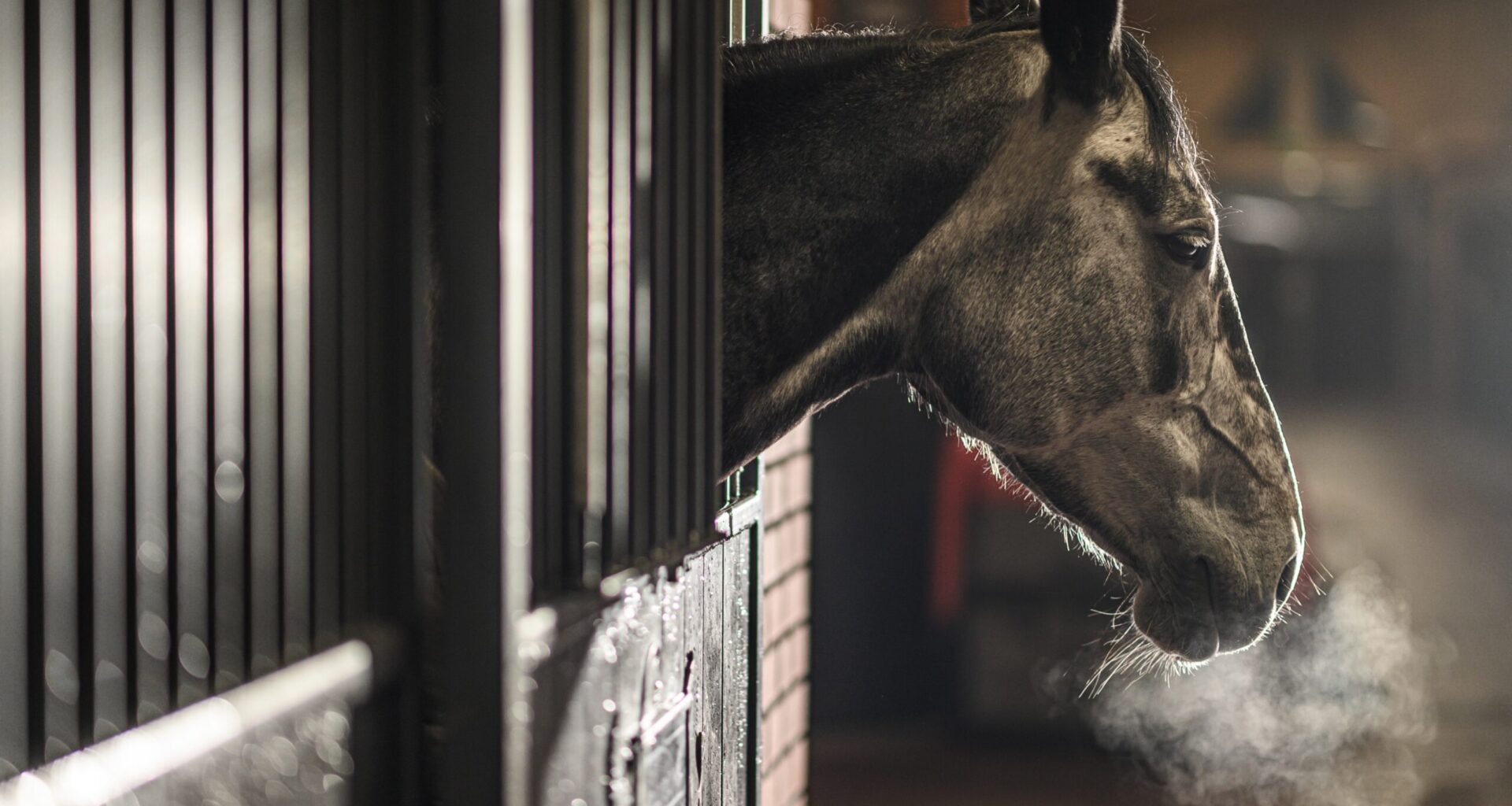 Beyond Survival: How Pneumonia Impacts Equine Performance