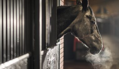 Beyond Survival: How Pneumonia Impacts Equine Performance