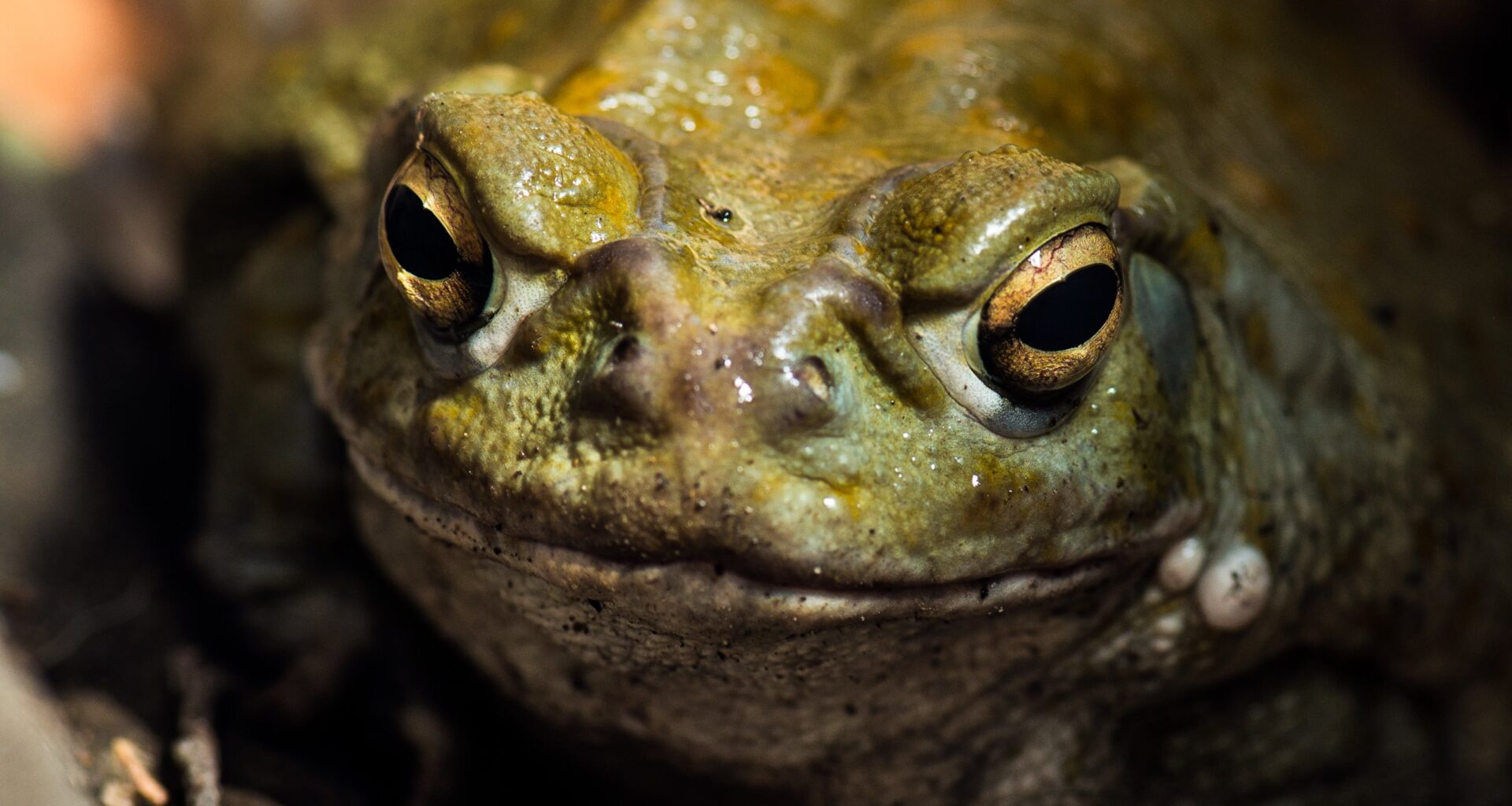Scientists Tested a Toad Venom Psychedelic on Treatment-Resistant Depression. Here's What Happened. : ScienceAlert