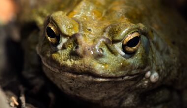 Scientists Tested a Toad Venom Psychedelic on Treatment-Resistant Depression. Here's What Happened. : ScienceAlert