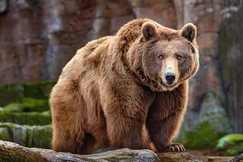 Grizzly bear walking through its natural habitat