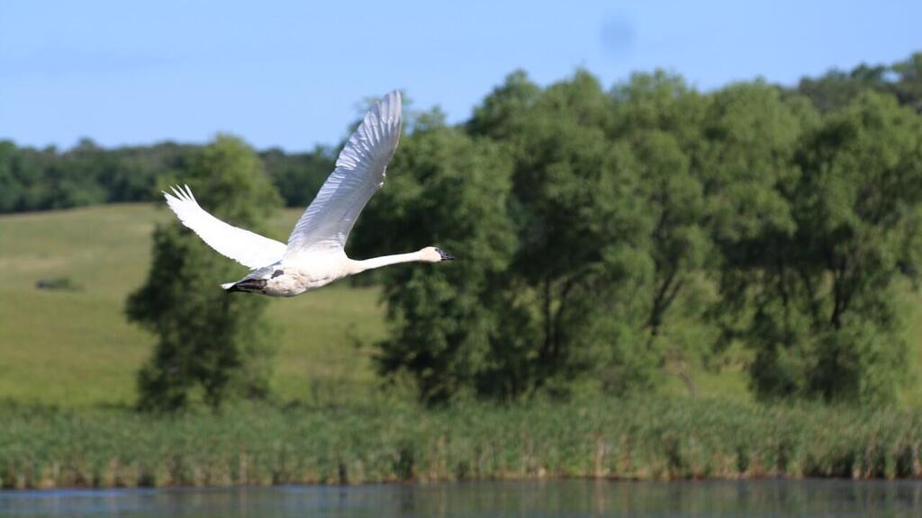 Trumpeter swan in flight (Photo: Brett Blocker) ברבור מחצצר בתעופה