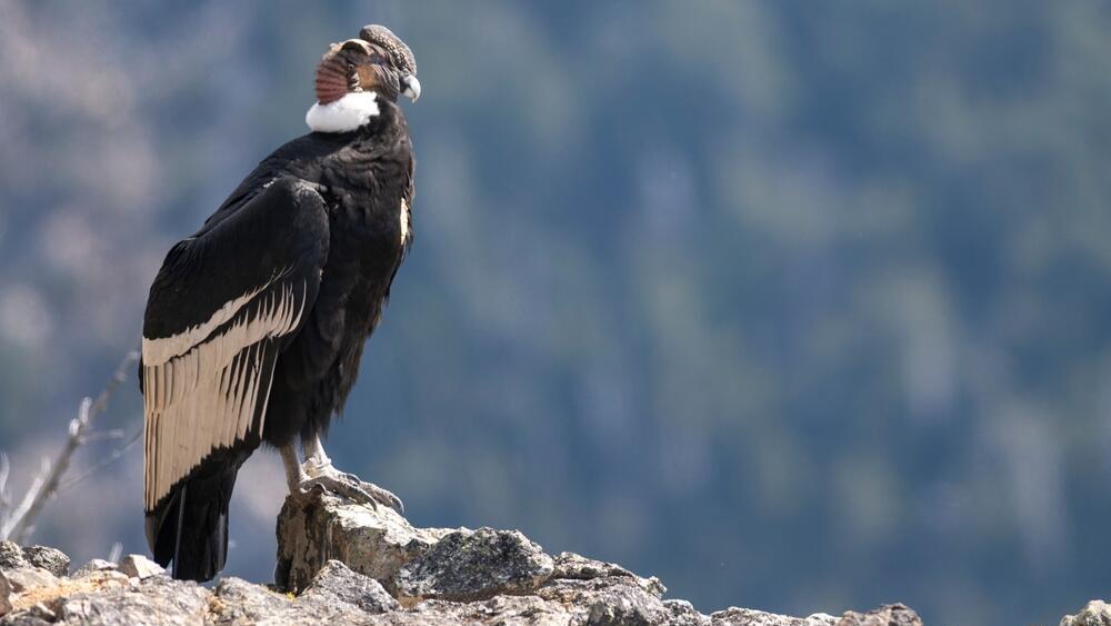 Andean condor resting (Photo: buenaventura/Shutterstock) קונדור האנדים במנוחה