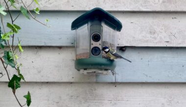 My brief romance with an AI bird feeder