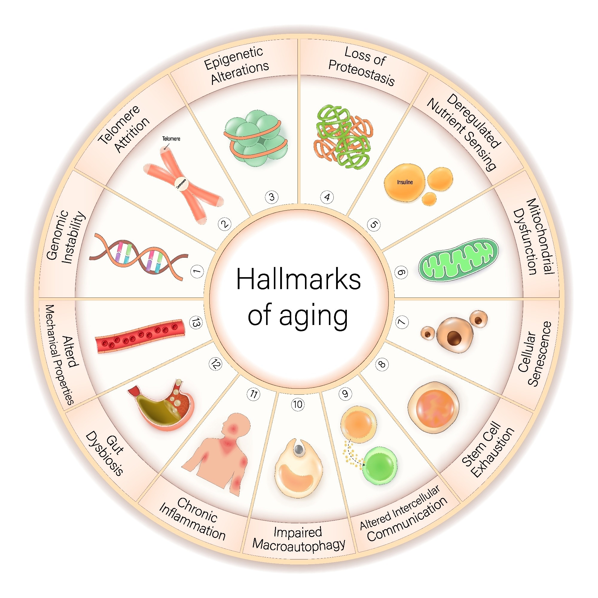 Hallmarks of aging