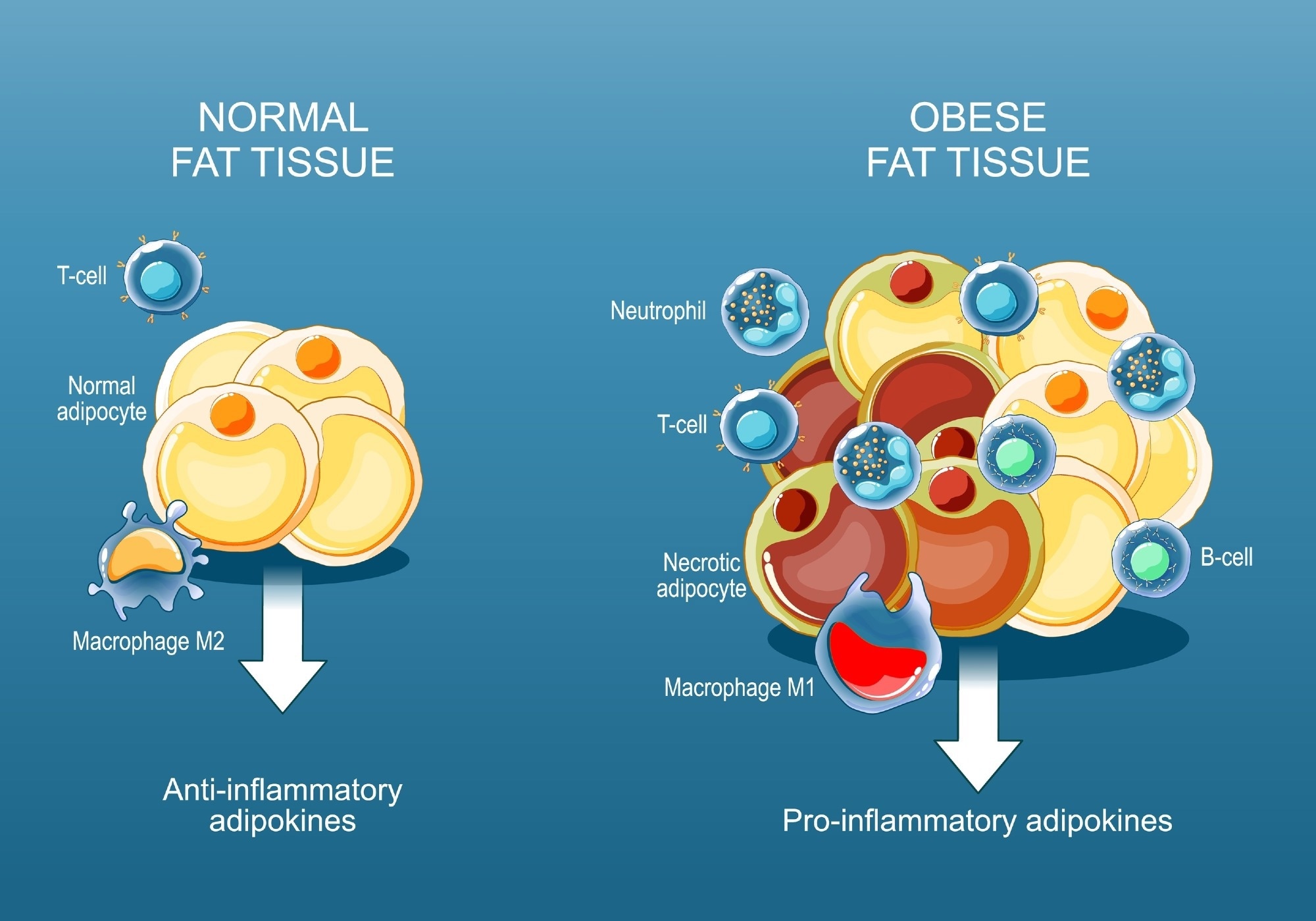 Normal vs. fat tissue cells