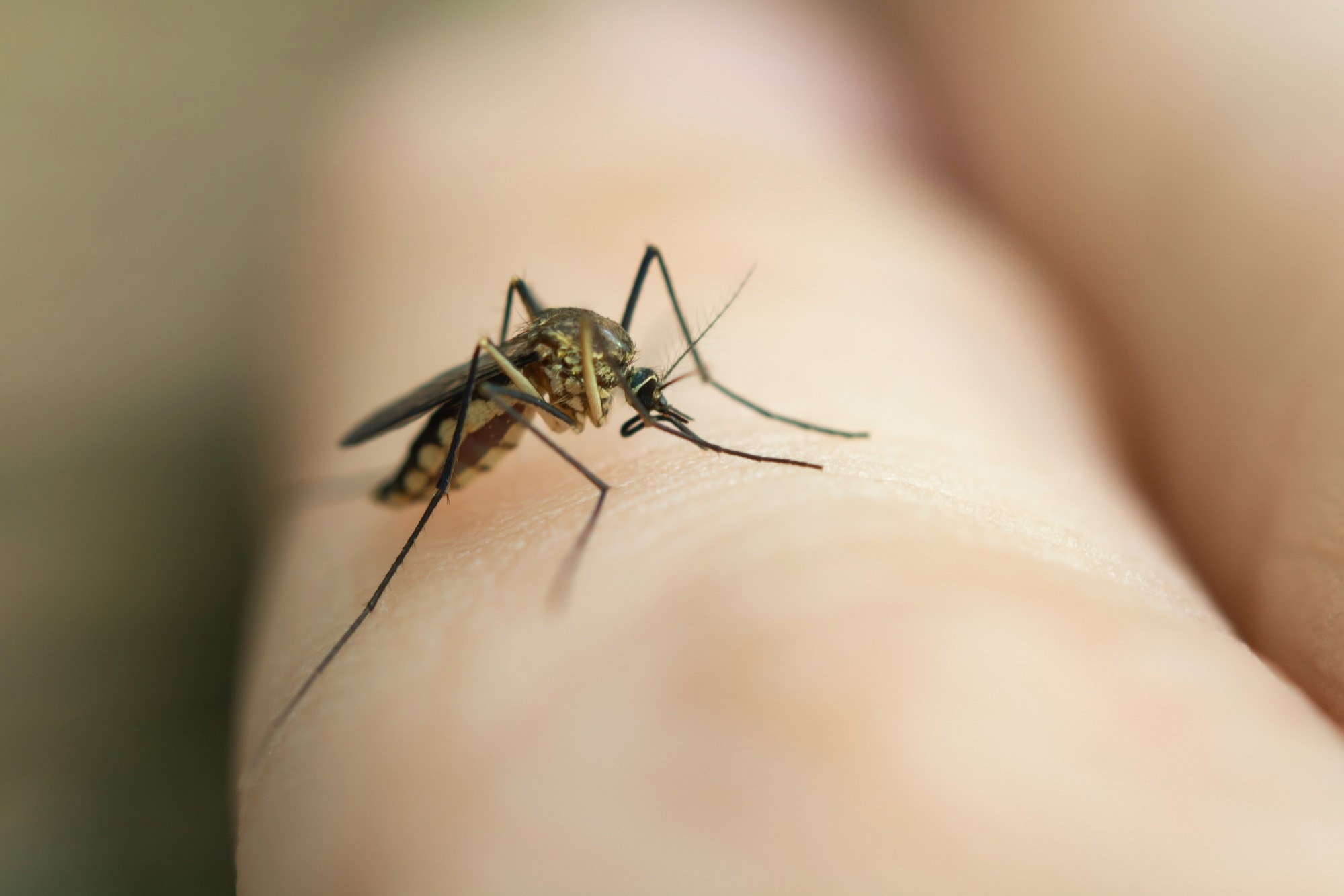 close up mosquito sucking blood from human skin