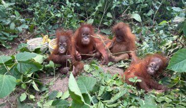 Baby orangutans in India expose illegal wildlife trade as experts question a billionaire’s zoo