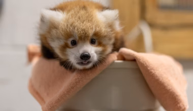 This baby red panda is cute, fluffy and needs you to name her - The Washington Post
