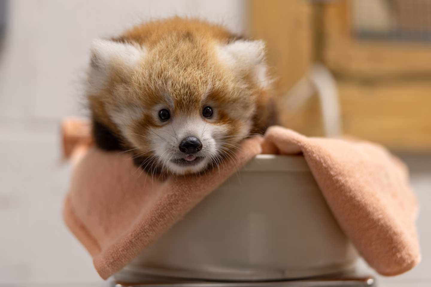 This baby red panda is cute, fluffy and needs you to name her - The Washington Post