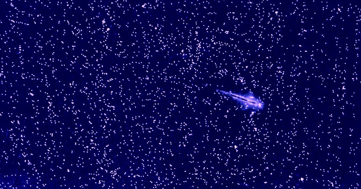 Sea Monkeys Show Scientists How To Rewrite a Rule of Turbulence