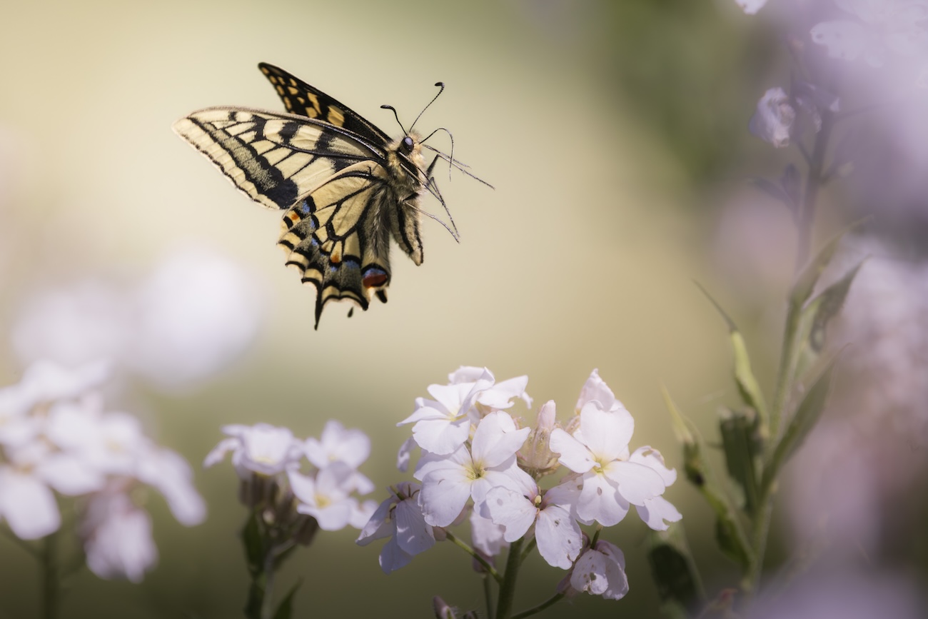 NWT Nature Photography Competition 2026