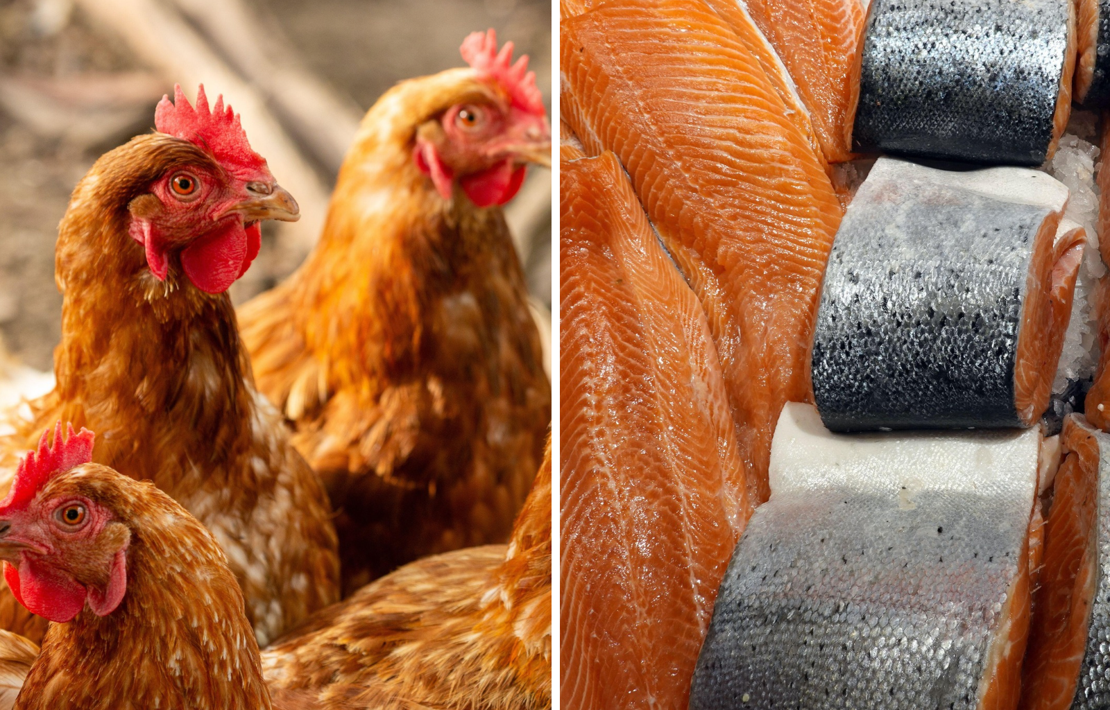 Avoid chicken fed salmon by eating Irish salmon - food expert