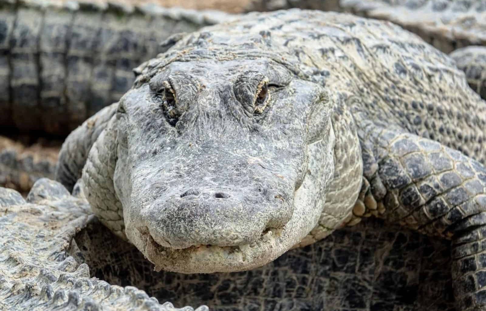 A Rattlesnake Swam The Length Of A Backyard Pool On Hilton Head Island, And It Was Filmed