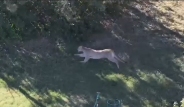 Mountain Lion Euthanized After Early Morning Reports in Cheyenne, Sunday – KCSR / KBPY
