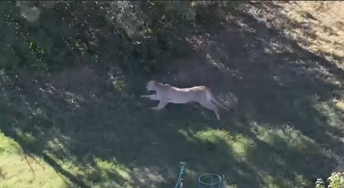 Mountain Lion Euthanized After Early Morning Reports in Cheyenne, Sunday – KCSR / KBPY
