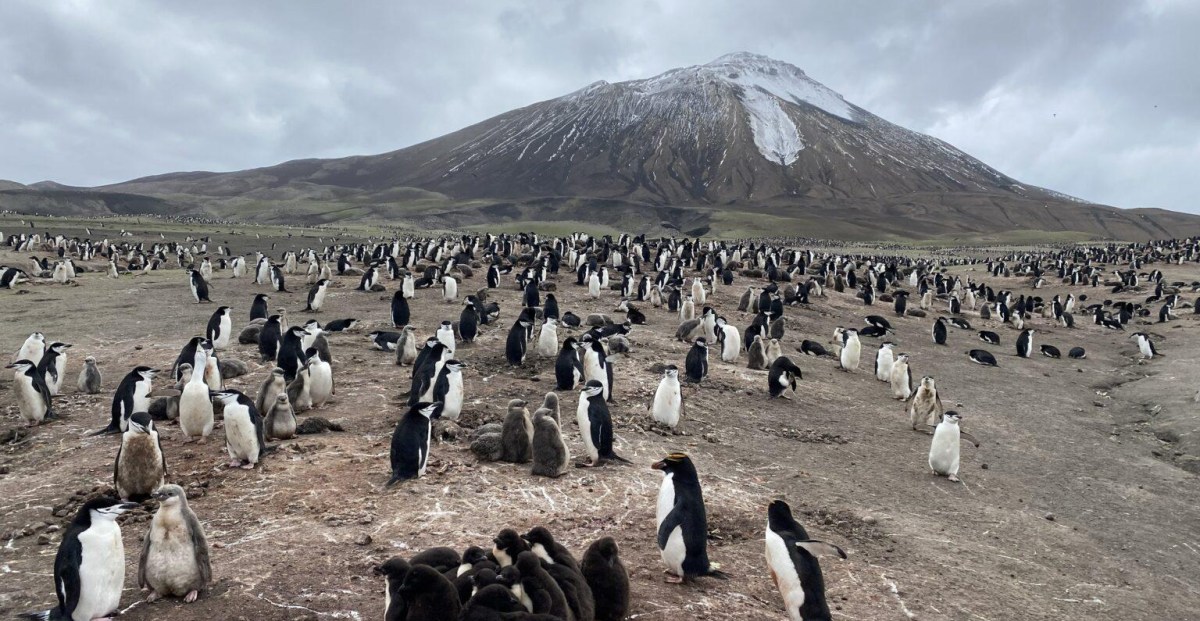 World’s largest penguin colony suffers enormous population crash