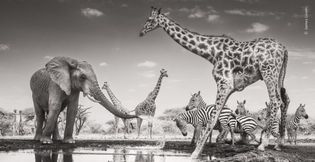 EMBARGOED TO 2330 TUESDAY OCTOBER 13 ONLINE USE ONLY. NO SALES, NO ARCHIVE, NO CROPPING. CAN ONLY BE USED IN CONNECTION WITH THE NATURAL HISTORY MUSEUM'S WILDLIFE PHOTOGRAPHER OF THE YEAR COMPETITION 2026 MANDATORY CREDIT: James Lewin/Wildlife Photographer of the Year Copyright in this image is retained by the photographer. THE FOLLOWING MUST APPEAR CLEARLY AND LEGIBLY IN EDITORIAL COPY: Wildlife Photographer of the Year is developed and produced by the Natural History Museum, London. USAGE RESTRICTIONS: Maximum number of images within a publication or website is up to 20 (twenty) images across multiple editions and pages unless otherwise agreed in writing between the publication and the Natural History Museum. All front cover requests must be approved by the Natural History Museum and the photographer. Undated handout photo issued by Natural History Museum of a young bull elephant spraying a group of zebra at a waterhole in Kenya, by James Lewin, from United Kingdom, the winner of Animals in their Environment category in Wildlife Photographer of the Year. Issue date: Tuesday October 13, 2026. PA Photo. Photo credit should read: James Lewin/PA Wire NOTE TO EDITORS: This handout photo may only be used for editorial reporting purposes for the contemporaneous illustration of events, things or the people in the image or facts mentioned in the caption. Reuse of the picture may require further permission from the copyright holder.