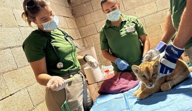 Rare Atlas lion cubs born at Selwo Aventura in Estepona