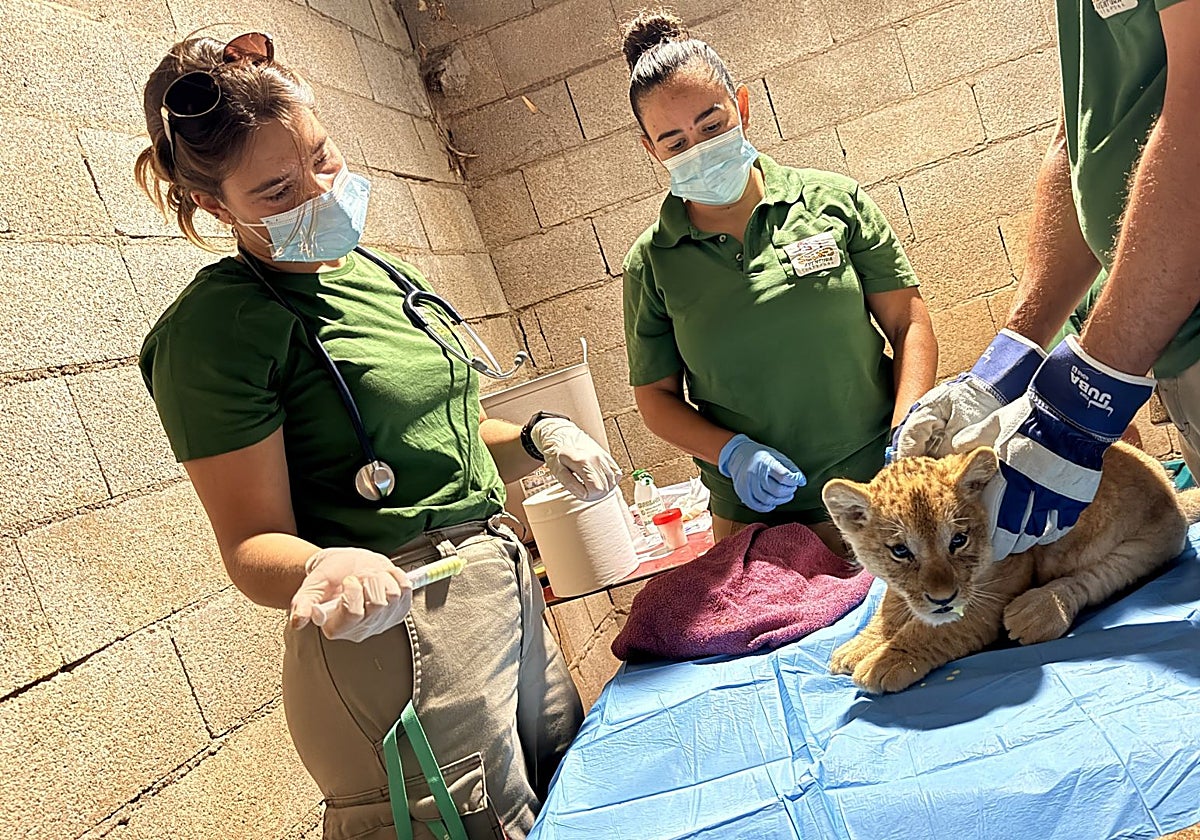 Rare Atlas lion cubs born at Selwo Aventura in Estepona