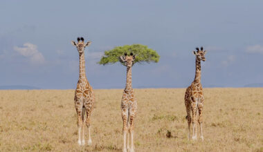 3 giraffes