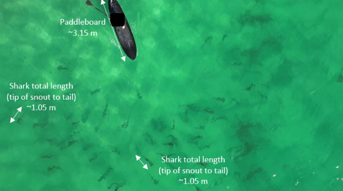 Dozens of Young Hammerhead Sharks Gather Off Australian Beaches
