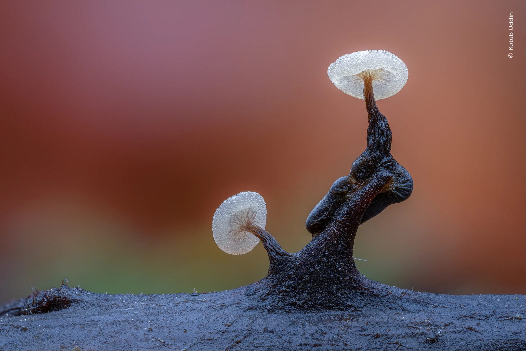 A fruiting slime mold