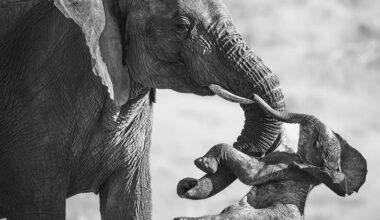 A black and white image of an elephant carrying the stiff body of an emaciated calf with its trunk