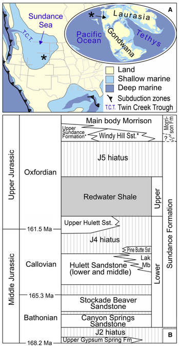 Scientists Have Found a Barrel-Shaped Squid-Like Creature From The Jurassic, 'One of The Chunkiest'