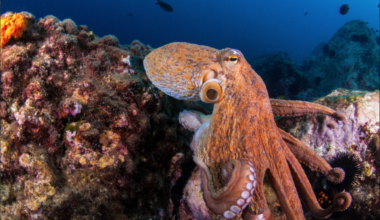 Octopus resting on the sea floor.