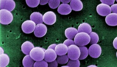 Topical peptide spray outperforms placebo in healing burn wounds