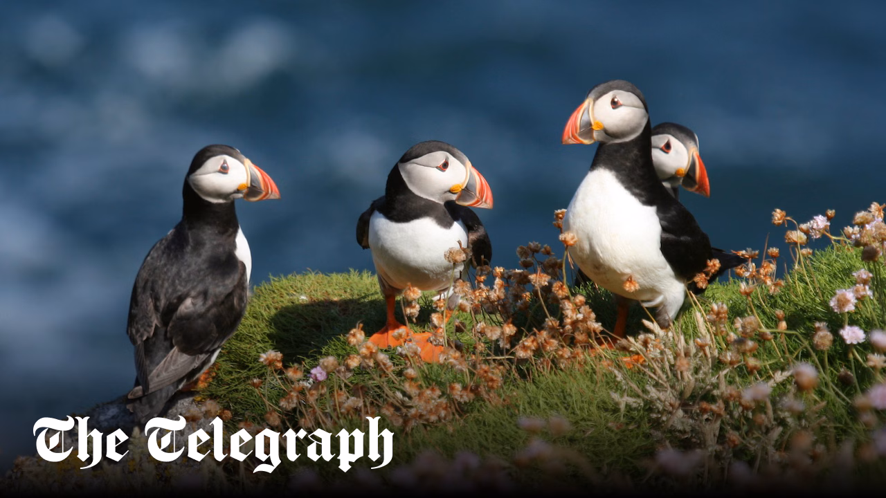 Puffins could almost disappear from British Isles over next 25 years