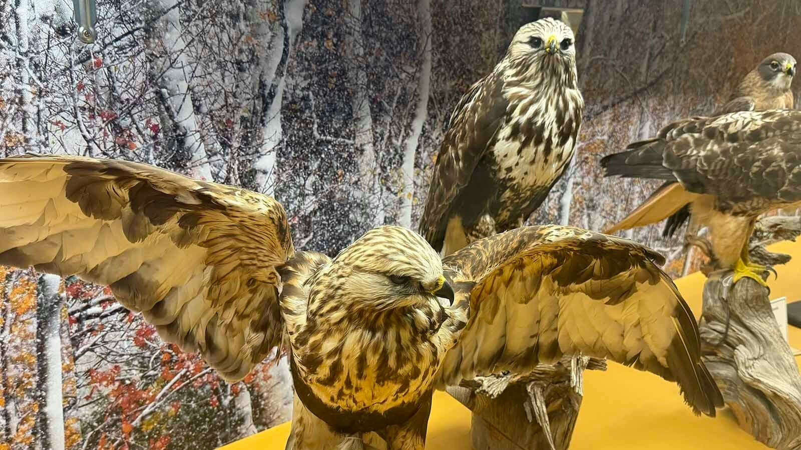 Casper College Museums Director Dalene Hodnett says most people agree the basement, where the Werner Wildlife Museum’s extensive bird collection is housed, is the creepiest room in the building.
